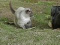Click here to watch this video Cat versus Dog in the Battle for the Hole
