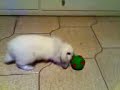 Tinky and the ball