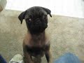 silver pug furley