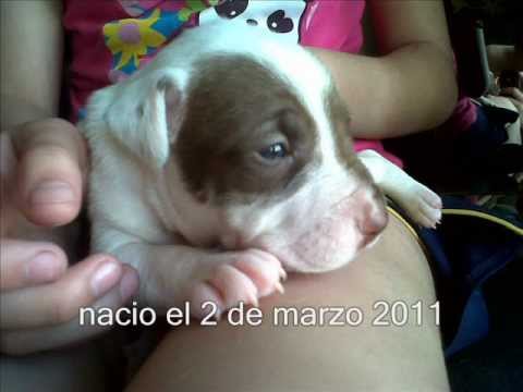 american pitbull
