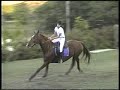 Cavalo Samaritana