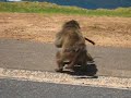 Baboon Fight Baboon Fight