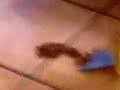 cat cleaning tips