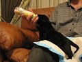 Bottle Feeding Mastiff Puppy