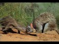 national geographic wild chronicles : meerkat hunting