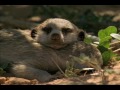 National Geographic Wild Chronicles : Meerkat Hunting