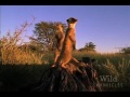 national geographic wild chronicles : meerkat hunting