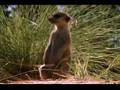 National Geographic Wild Chronicles : Meerkat Hunting