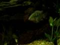 videos de 1st 100 gal.