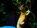 Watch 'Chamaleon eating'