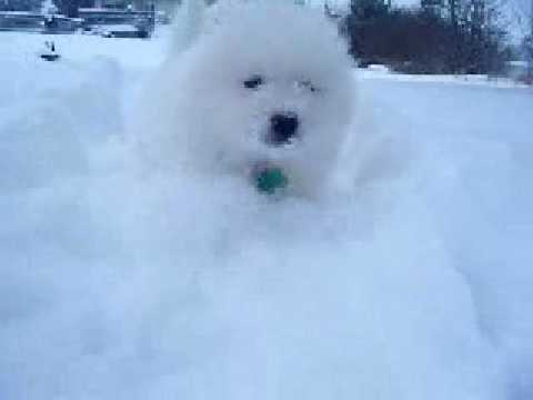Samoyed