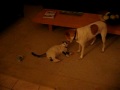 dog and cat fight.avi
