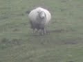 Lonely Sheep