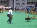 Dog Agility (Mar/31/07 JKC CUP Agility Large Vol.4)