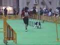 Dog Agility (Mar/31/07 JKC CUP Agility Large Vol.4)