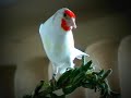 Darrrrek - Breeding carduelis major