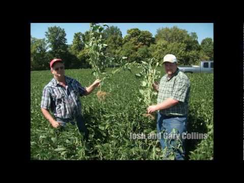 how to fertilize soybeans