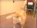 paraplegic-girl-in-gym.html