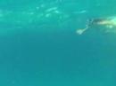Brads scuba cam, wild dolphins #1 bimini