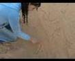YAFA Game   ::   لعبة يافا