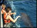 videos de Dolphin Encounter 11-22-2008, Cozumel, Mexico