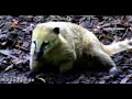 Az ormányos medve (Nasua nasua) Az ormányos medve (Nasua nasua)