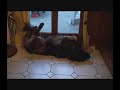 gros chien qui dort big dog gros chien qui dort big dog