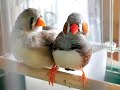 キンカチョウ Preening ZebraFinch