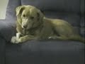 Dümmster Hund der Welt Dümmster Hund der Welt