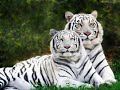 dieren
