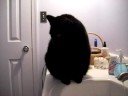 cat drinking from the sink