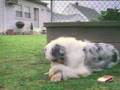 El perro fumador