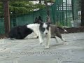 Centro Studi del Cane ( Cuccioli Estrid ) Centro Studi del Cane ( Cuccioli Estrid )