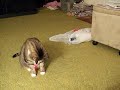 cat plays with laser pointer