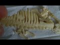 T - rex (fossile).