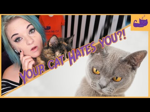 Why Doesn't My Cat Like Me? TOP REASONS EXPLAINED!