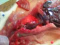 dissection du rat, gonflement des poumons