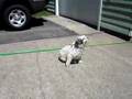 videos de Taffy's Butt Itches