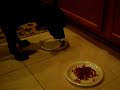 maxwells-bill-jac-vs-meaty-moist-taste-test-.html