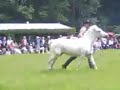 Amazing natural horsemanship & trick training