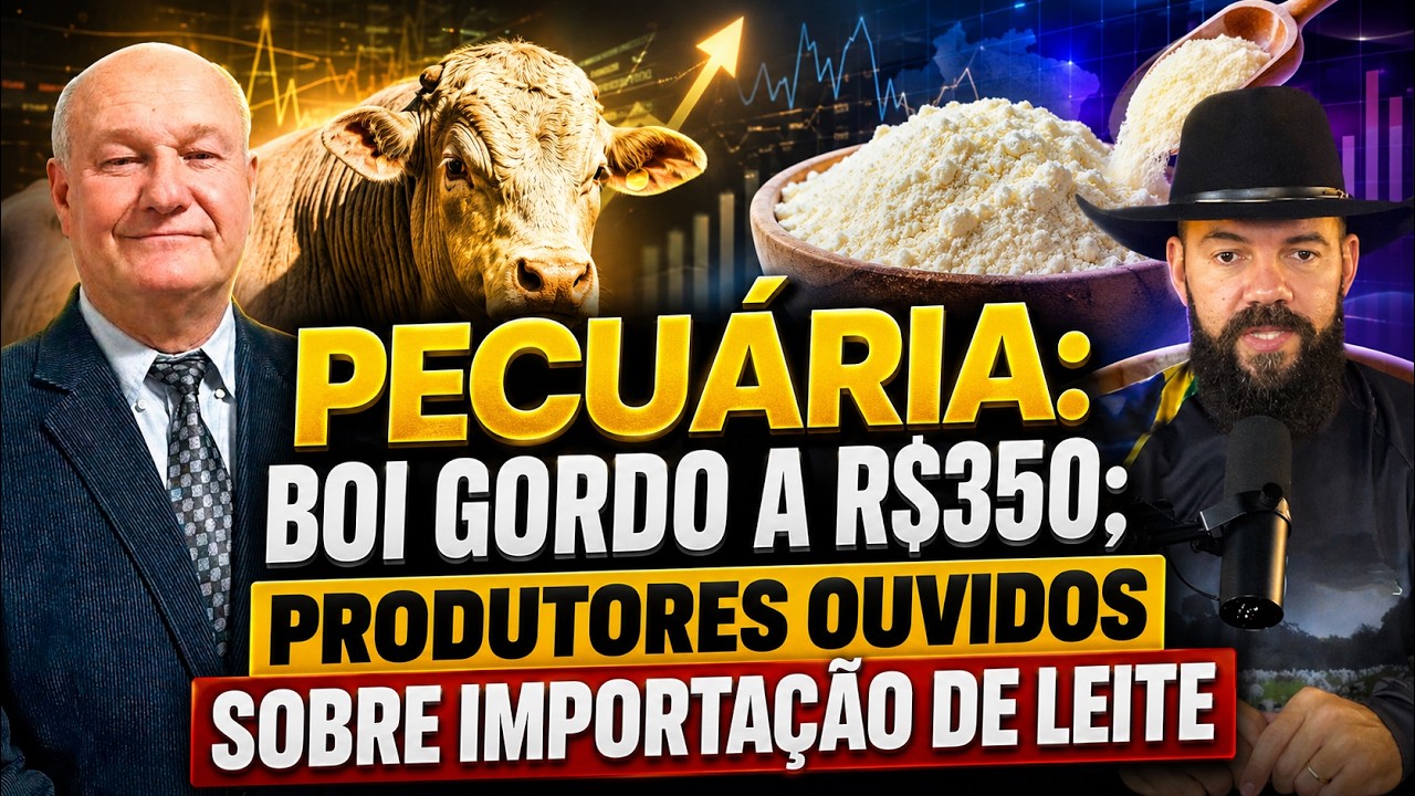 Pecuária: Boi Gordo a R$350; Produtores ouvidos sobre importação de leite.