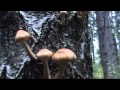 Просмотр видео