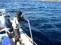 テンヤ釣り スーパーライトタックルで高級魚1