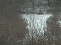 Lors d'une partie de chasse entre amis dans un parc avec autorisation de prélevement d'un sanglier. nous avons, après environ 3 h 30 de chasse aux chiens courant, tirés et servis un sanglier de 80 kg.