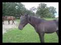 TORDIS Trotter yearling stallion, konie, kłusaki, ogier