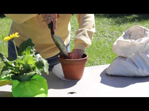 how to replant a potted hydrangea