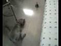 videos de I have a big tough dog.