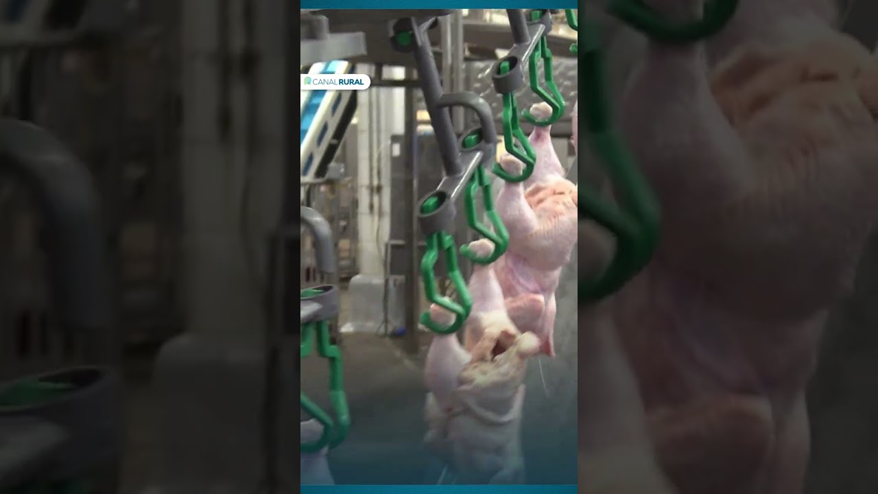 Área destinada à soja cresceu nove vezes desde 1985