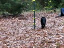 Black Cat Gets Zapped By ELECTRIC Fence