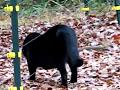 Black Cat Gets Zapped By ELECTRIC Fence